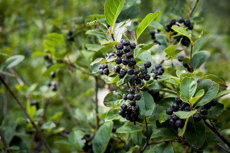 aronia kinder nicht giftig - Kleinkind-Eltern: Vorsicht bei diesen Beeren 