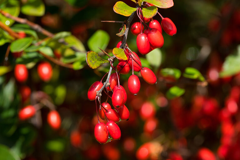 berberitze kinder nicht giftig - Kleinkind-Eltern: Vorsicht bei diesen Beeren 