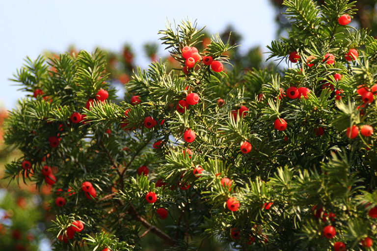 eibe kinder giftig - Kleinkind-Eltern: Vorsicht bei diesen Beeren 