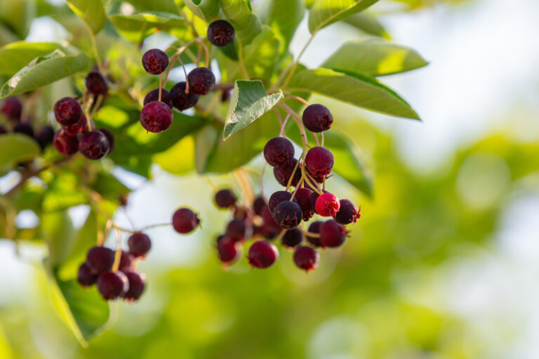 felsenbirne kinder nicht giftig - Kleinkind-Eltern: Vorsicht bei diesen Beeren 