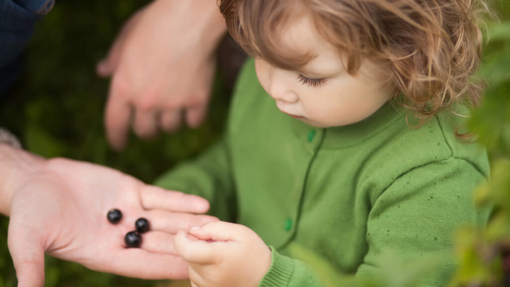 kleines Kind schaut sich Beeren in Papas Hand an