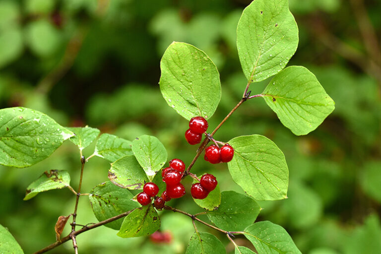 heckenkirsche kinder giftig - Kleinkind-Eltern: Vorsicht bei diesen Beeren 