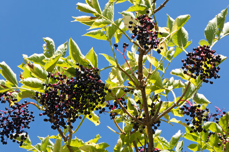 holunder kinder giftig - Kleinkind-Eltern: Vorsicht bei diesen Beeren 