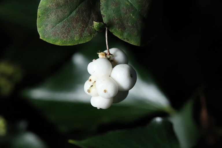 knallerbse schneebeere kinder giftig - Kleinkind-Eltern: Vorsicht bei diesen Beeren 