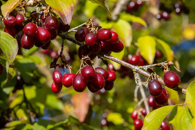 kornellkirsche kinder nicht giftig - Kleinkind-Eltern: Vorsicht bei diesen Beeren 