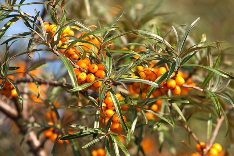 sanddorn kinder nicht giftig - Kleinkind-Eltern: Vorsicht bei diesen Beeren 