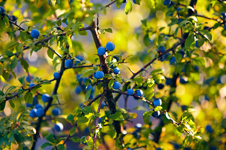 schlehe kinder giftig - Kleinkind-Eltern: Vorsicht bei diesen Beeren 