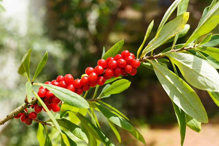 seidelbast kinder giftig - Kleinkind-Eltern: Vorsicht bei diesen Beeren 