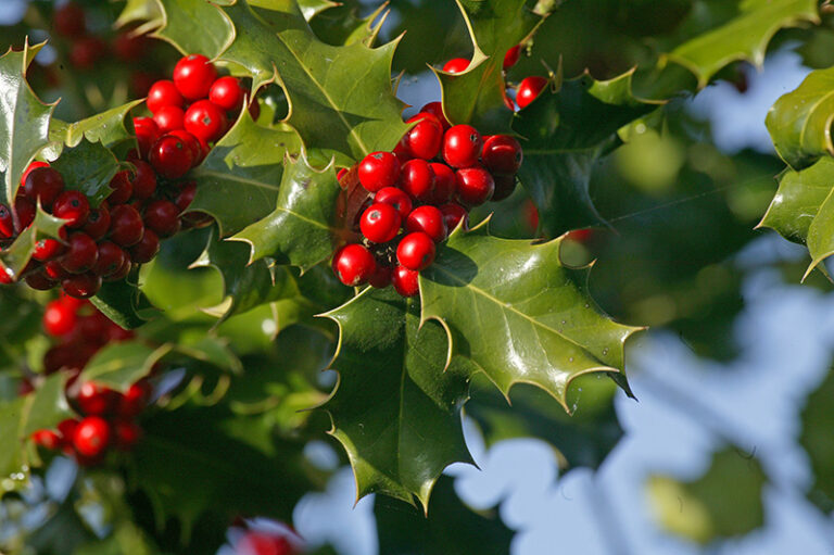 stechpalme kinder giftig - Kleinkind-Eltern: Vorsicht bei diesen Beeren 