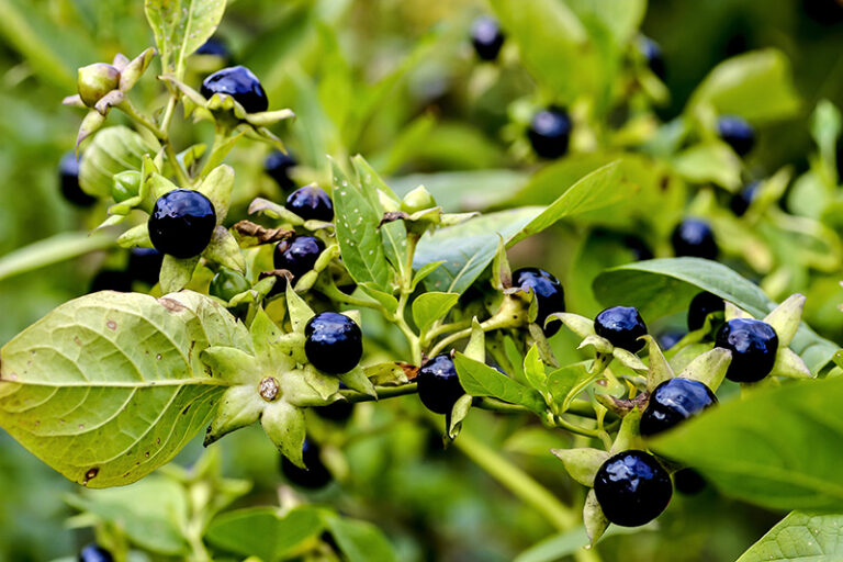 tollkirsche kinder giftig - Kleinkind-Eltern: Vorsicht bei diesen Beeren 