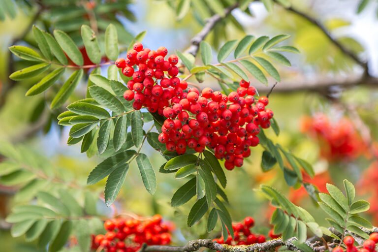 vogelbeere kinder giftig - Kleinkind-Eltern: Vorsicht bei diesen Beeren 